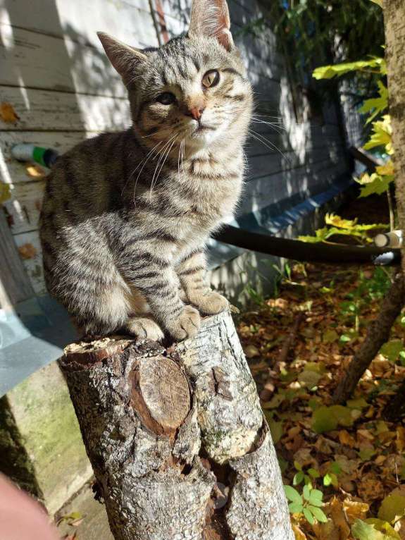 Кошки в других городах Московской области: Космическая одноглазая кошка (котенок) Девочка, 1 руб. - фото 8