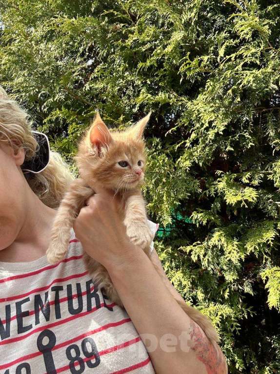 Кошки в других городах Московской области: Котята Девочка, 25 000 руб. - фото 2