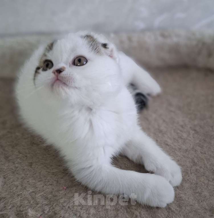 Кошки в Ярославле: Шотландский вислоухий короткошерстный мальчик Мальчик, 35 000 руб. - фото 8