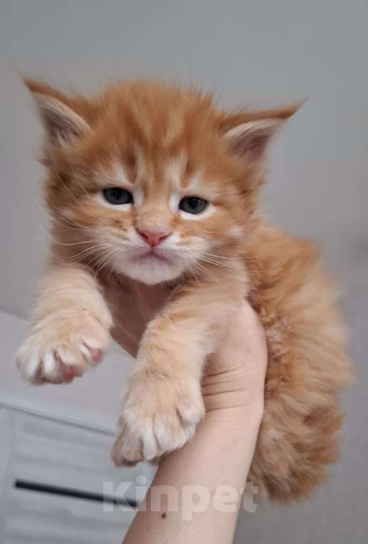 Кошки в Санкт-Петербурге: Мейн-куны от питомника Мальчик, 80 000 руб. - фото 3