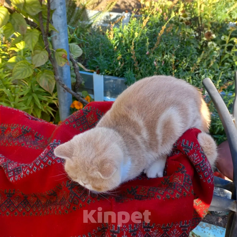 Кошки в Москве: Экзотическая кошка  Девочка, 20 000 руб. - фото 5