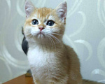 Кошки в Санкт-Петербурге: Зеленоглазый котик Мальчик, 70 000 руб. - фото 2