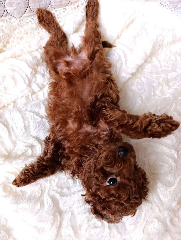 Собаки в Санкт-Петербурге: Щенок той‑пуделя тикап редбраун, СПб. 3 мес., с чипом и прививками! Мальчик, Бесплатно - фото 5