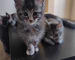 Кошки в Ростове-на-Дону: Котенок ждет новых хозяев Мальчик, 10 000 руб. - фото 1