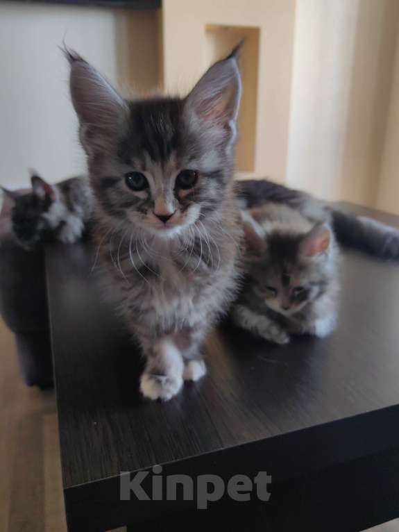 Кошки в Ростове-на-Дону: Котенок ждет новых хозяев Мальчик, 10 000 руб. - фото 1