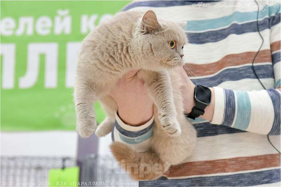 Кошки в Воронеже: Лиловая британская девочка  Девочка, 60 000 руб. - фото 5