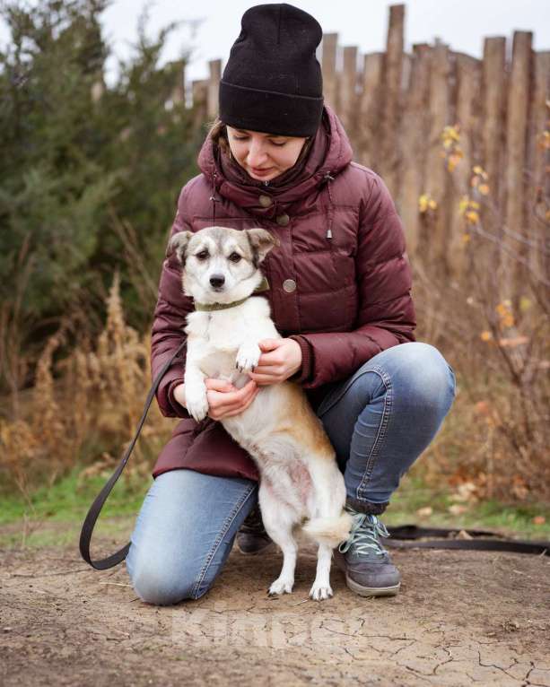 Собаки в Москве: Малышка из приюта в добрые руки Девочка, Бесплатно - фото 3