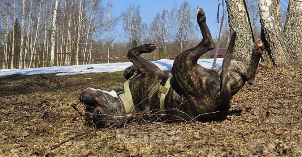 Собаки в Москве: собака в добрые руки амстафф Девочка, Бесплатно - фото 4