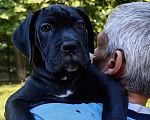 Собаки в Феодосии: Щенки Кане Корсо Девочка, 35 000 руб. - фото 2
