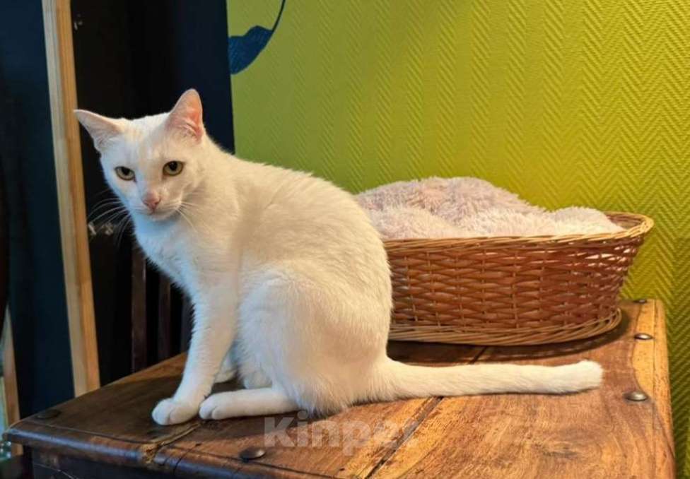 Кошки в Москве: Белая кошечка Пенелопа  ищет дом Девочка, Бесплатно - фото 5