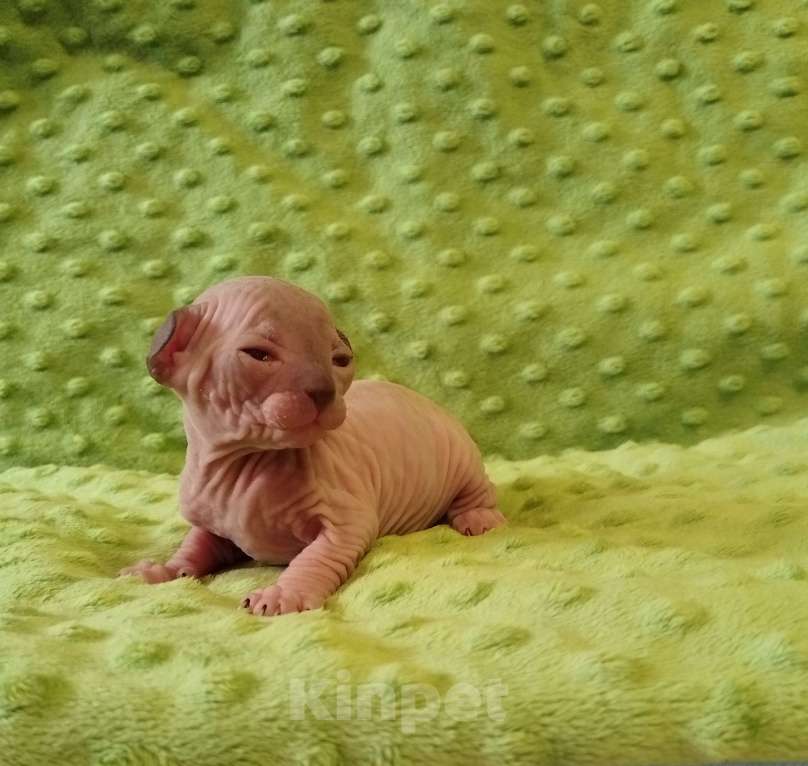 Кошки в Кировске (Мурманская область): Канадский сфинкс котята Мальчик, 50 000 руб. - фото 4