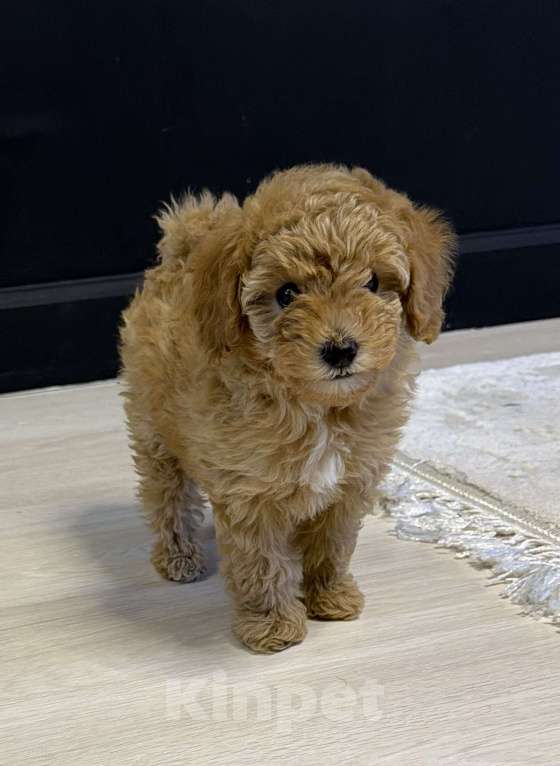 Собаки в Омске: Щенок мальтипу девочка Девочка, 80 000 руб. - фото 1