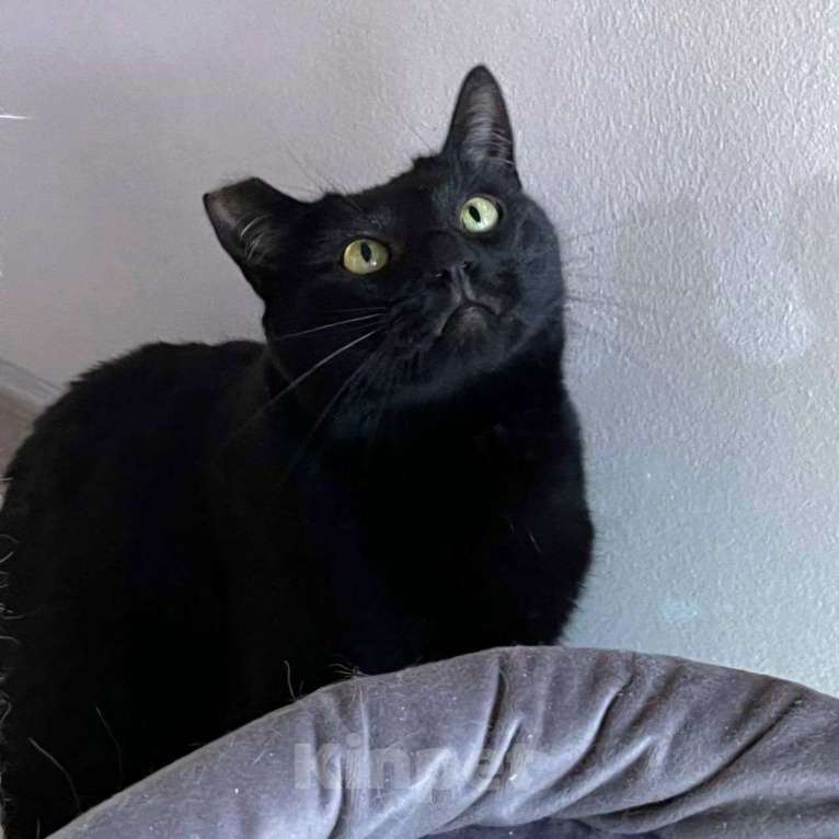 Кошки в Москве: Томми никто не забирает.. Почему же он никому не нравится? Мальчик, Бесплатно - фото 2