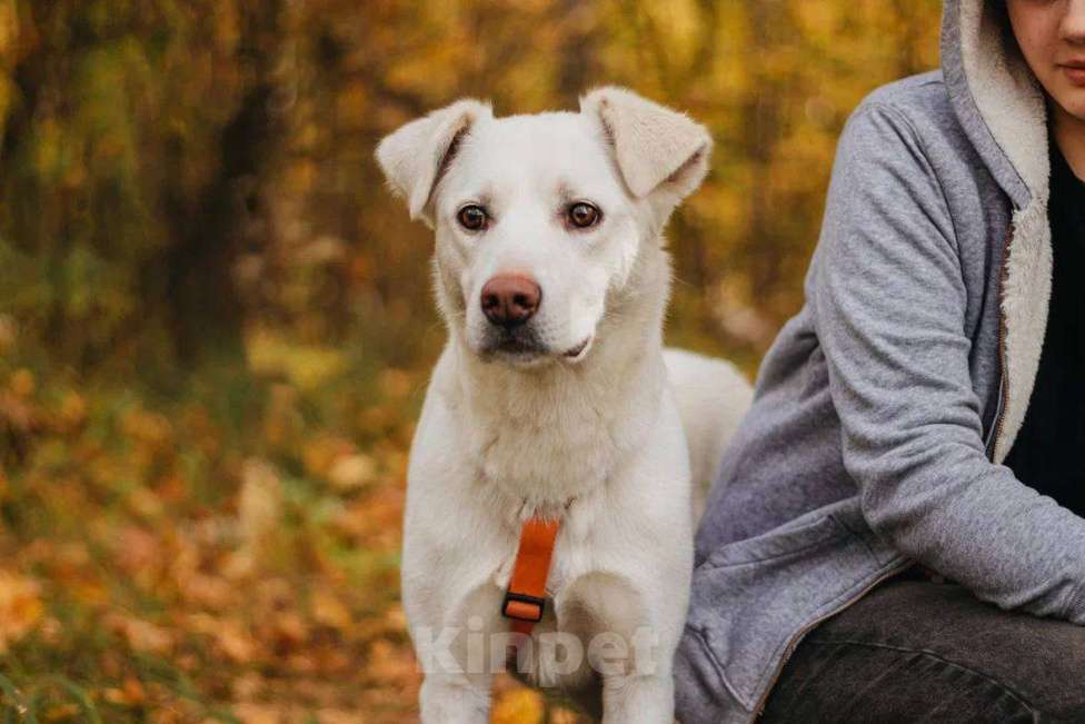 Собаки в Москве: Ума ищет дом Девочка, Бесплатно - фото 9