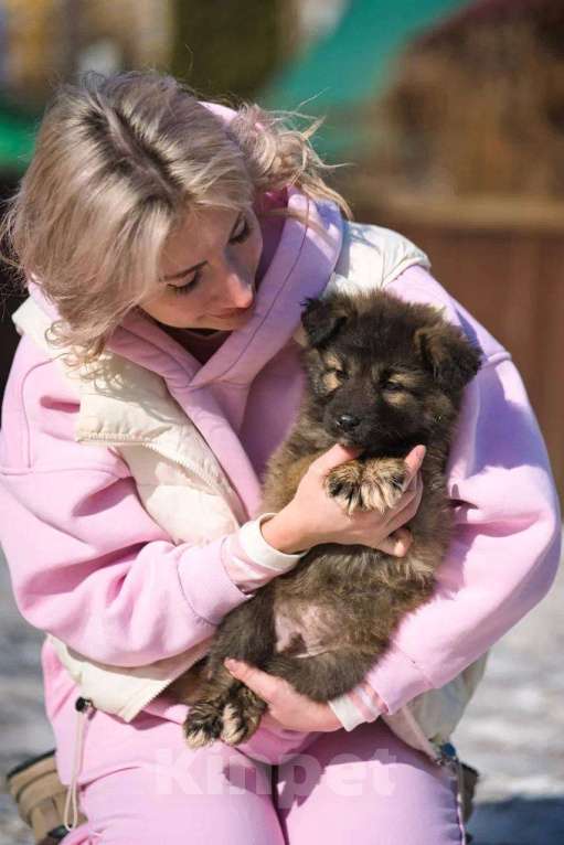 Собаки в Красногорске: Оттоне Мальчик, Бесплатно - фото 3