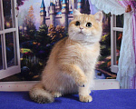 Кошки в других городах Московской области: Шикарная британская золотая шиншилла Девочка, 50 000 руб. - фото 4
