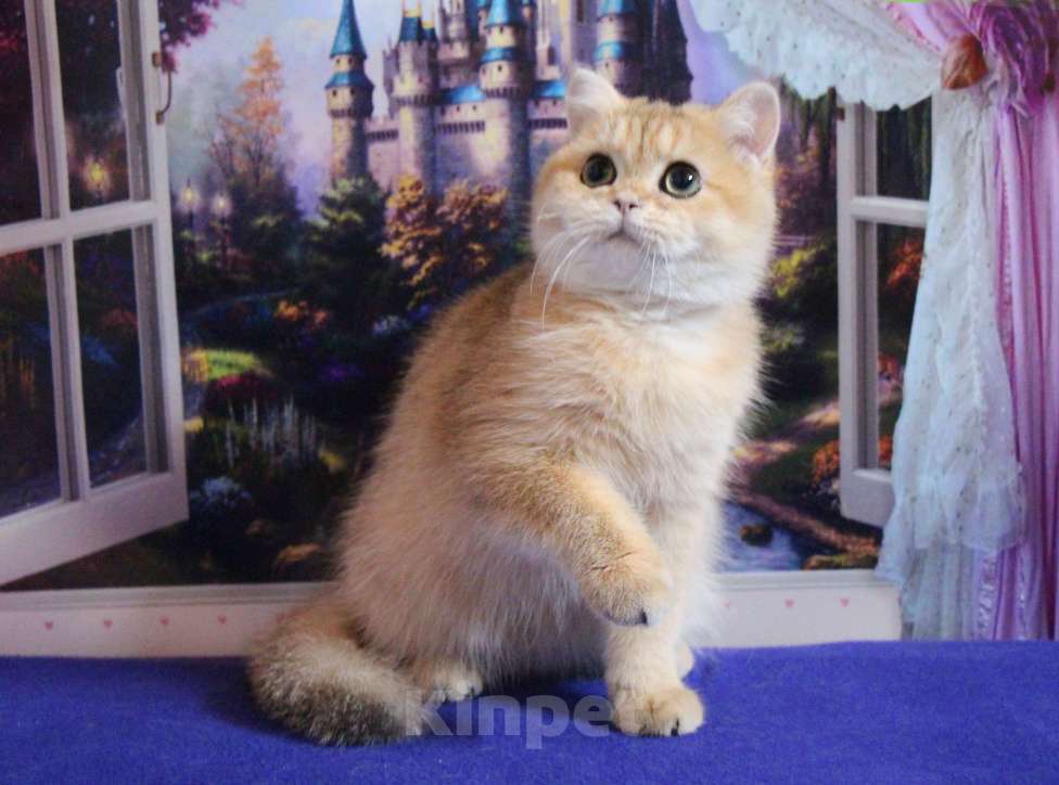 Кошки в других городах Московской области: Шикарная британская золотая шиншилла Девочка, 50 000 руб. - фото 4