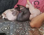 Кошки в Коломне: Котик Канадский сфинкс приглашает на вязку, 2 000 руб. - фото 2