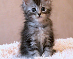 Кошки в Болхове: Мальчик Мейн-Кун Корсар Мальчик, 60 000 руб. - фото 4