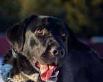 Собаки в Москве: Добрый лабрадор Блек в добрые руки Мальчик, 1 руб. - фото 2