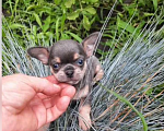 Собаки в Краснодаре: Щенок чихуахуа, 1 руб. - фото 1