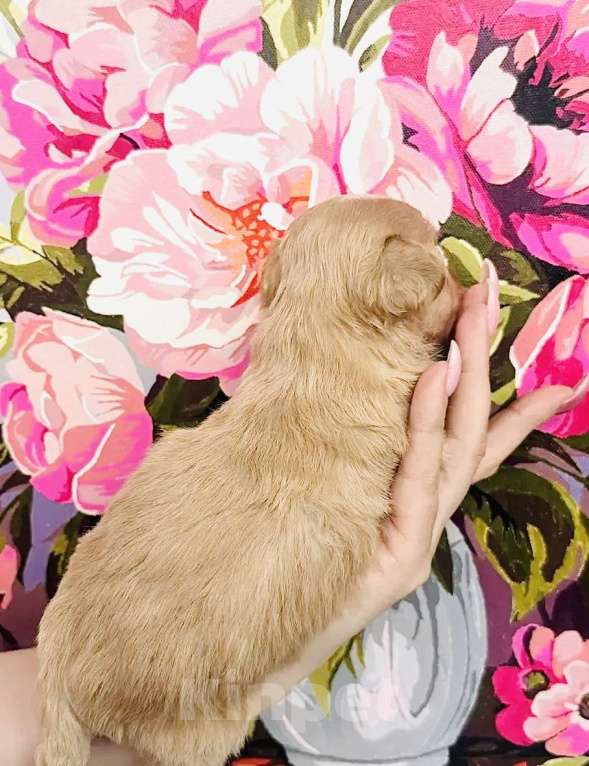 Собаки в Москве: Малыш -Хаванез Мальчик, 120 000 руб. - фото 2