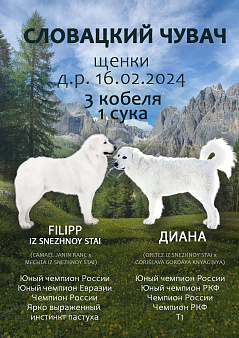 Объявление: Продажа щенков. Словацкий чувач, 50 000 руб., Можга