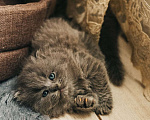 Кошки в Краснодаре: Котятки в добрые ручки Девочка, Бесплатно - фото 10