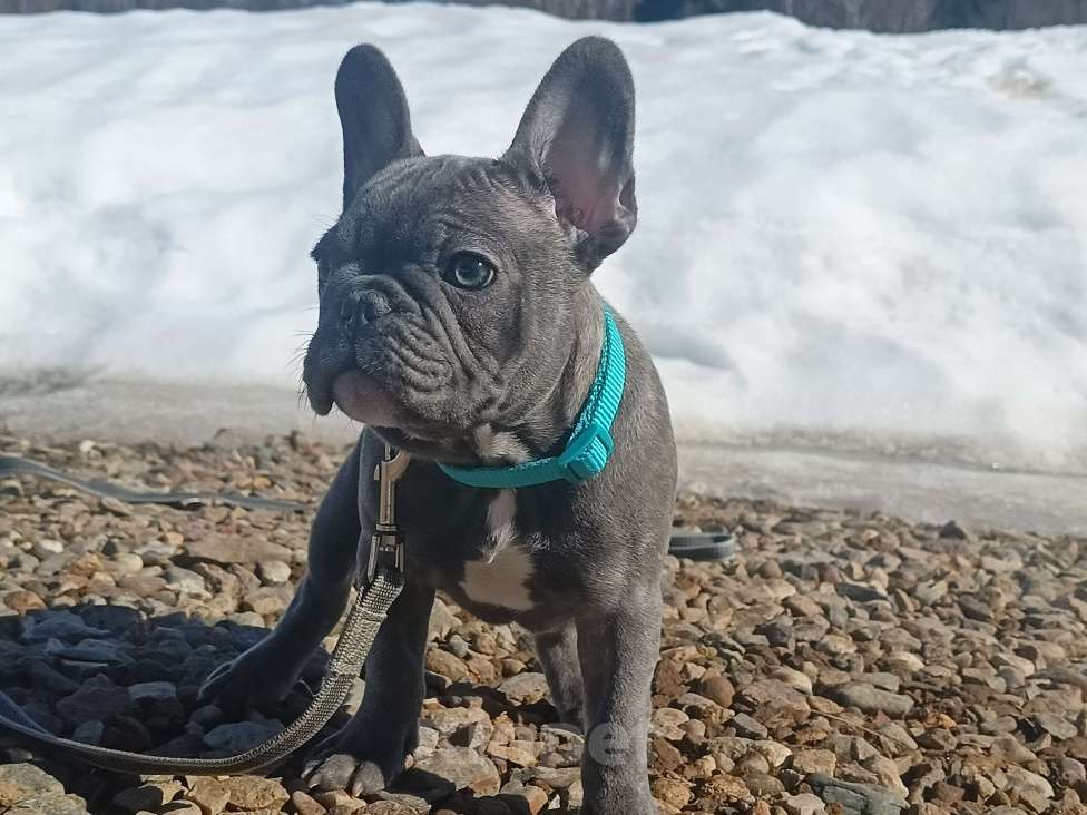 Собаки в Москве: Данко голубой тигр Мальчик, 55 000 руб. - фото 7