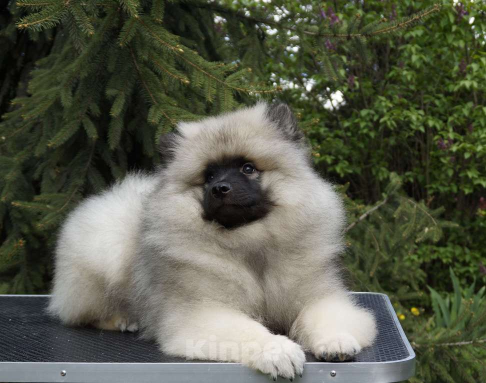 Собаки в Туле: Шикарный щенок кеесхонда Мальчик, Бесплатно - фото 2