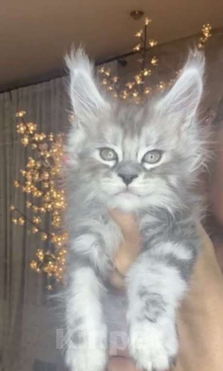Кошки в Москве: Мейн Кун котята Девочка, 55 000 руб. - фото 2