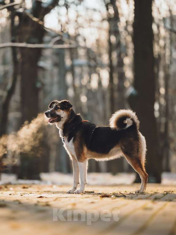Собаки в Москве: Айриш. Та, что всё понимает... И очень ждёт. Девочка, Бесплатно - фото 5