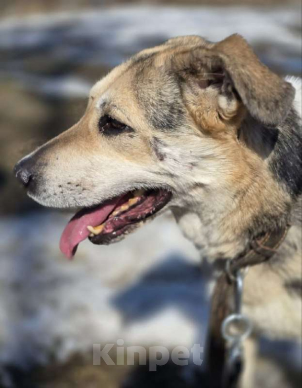 Собаки в Королеве: 1 шанс на 1000! Девочка, Бесплатно - фото 6
