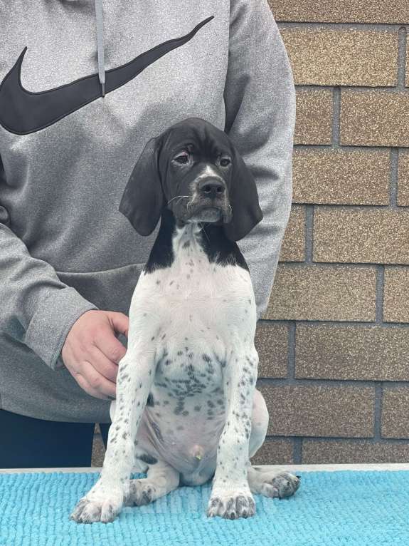 Собаки в Новосибирске: С-Джокер Мальчик, 50 000 руб. - фото 4