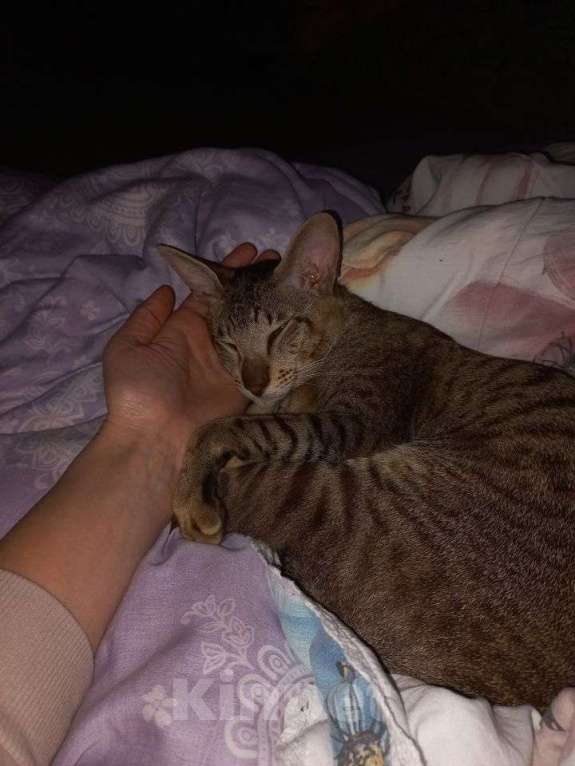 Кошки в Батайске: Ищу невесту Мальчик, 5 000 руб. - фото 1