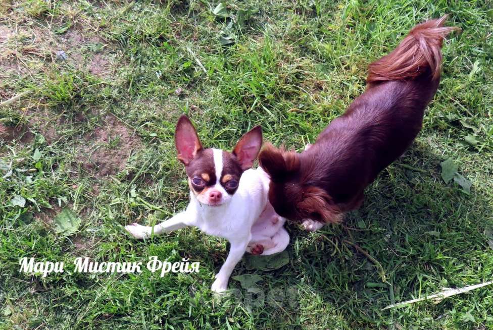 Собаки в Санкт-Петербурге: Очень ласковая чихуахуа мини Фрейя Девочка, 70 000 руб. - фото 4