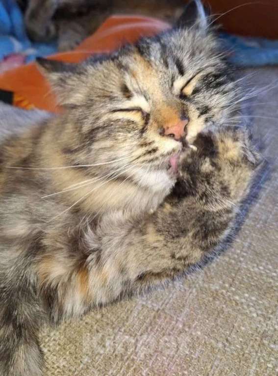 Кошки в Липецке: Пушистая Роза) Девочка, Бесплатно - фото 5