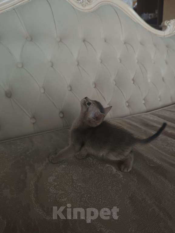 Кошки в Ростове-на-Дону: Абиссинский котёнок мальчик, окрас голубой Мальчик, 17 000 руб. - фото 4