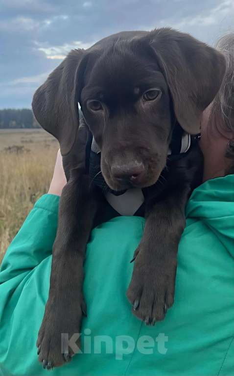 Собаки в других городах Московской области: Щенки шоколадного лабрадора ретривера Девочка, 30 000 руб. - фото 3