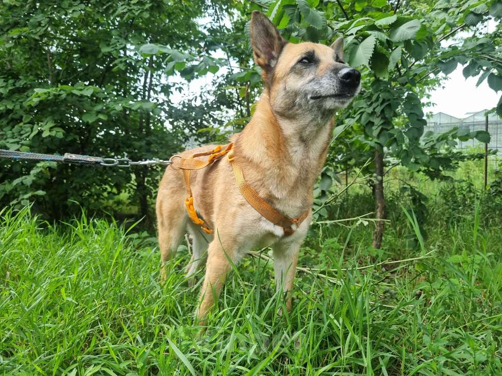 Собаки в Москве: Бемби Девочка, Бесплатно - фото 8
