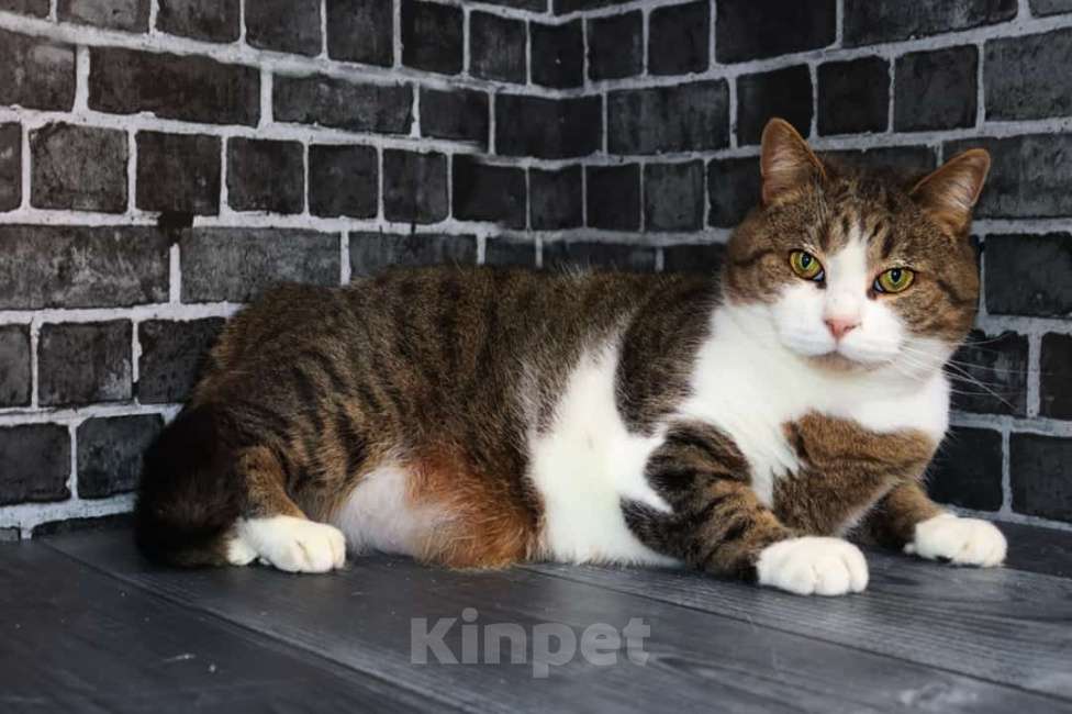 Кошки в Люберцах: Ищет дом Мирон Мальчик, Бесплатно - фото 3