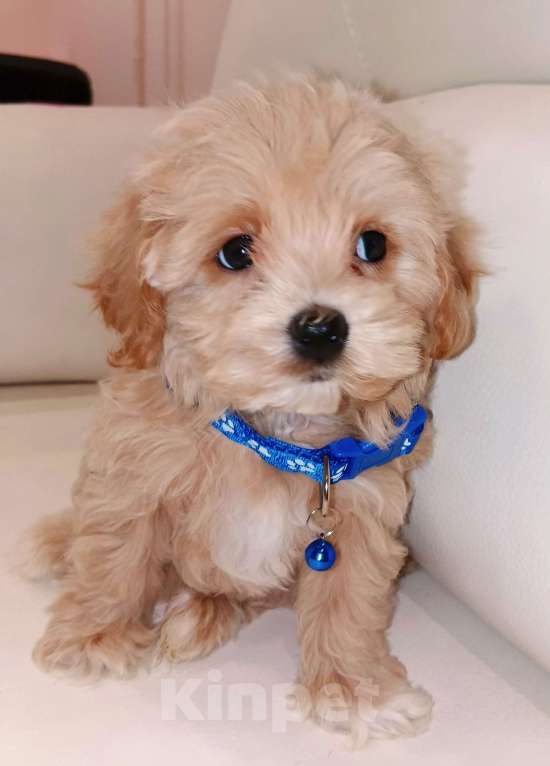 Собаки в Москве: Мальтмпу Ф1 с документами из питомника Мальчик, 80 000 руб. - фото 4