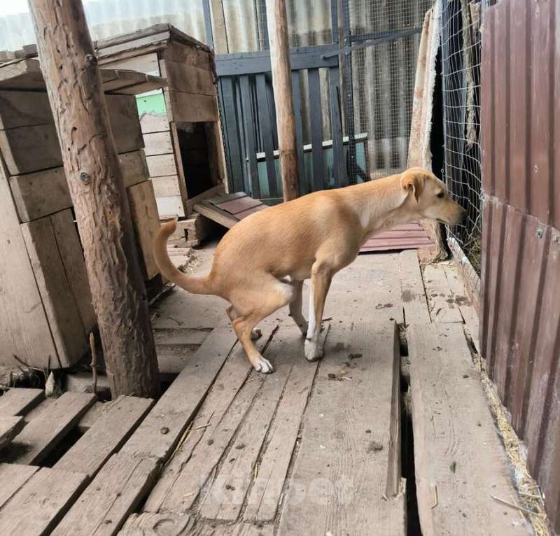 Собаки в Москве: Не такая как все!Собака по кличке Карамелька. Девочка, Бесплатно - фото 3