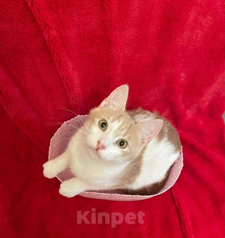 Кошки в Санкт-Петербурге: Бриллиант кошачьего мира Фантик Мальчик, Бесплатно - фото 3