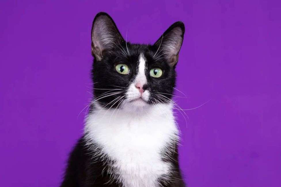 Кошки в Москве: Две очаровательные красотульки ищут семью Девочка, Бесплатно - фото 4