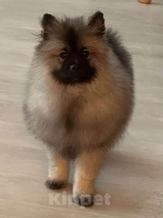 Собаки в Москве: Вольфшпиц КЕЕСХОНД Девочка, 100 000 руб. - фото 1