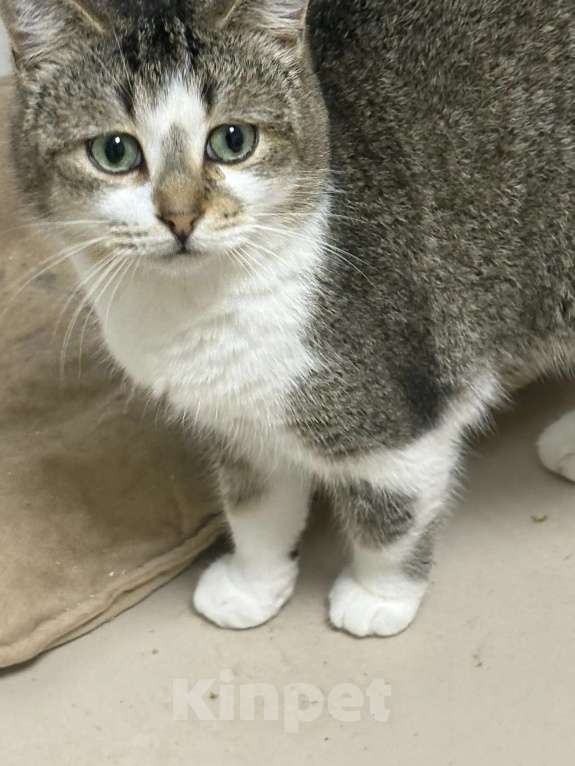 Кошки в Москве: Котик Кеша в добрые руки Мальчик, Бесплатно - фото 4