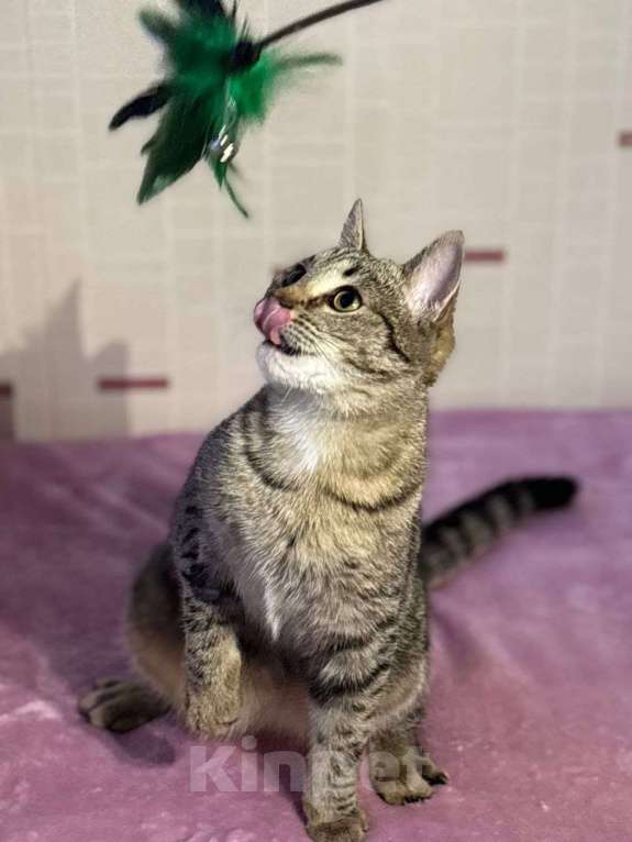 Кошки в Москве: котенлк Виталина ищет дом Девочка, Бесплатно - фото 3