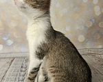 Кошки в Москве: Котёнок в добрые руки  Мальчик, Бесплатно - фото 10