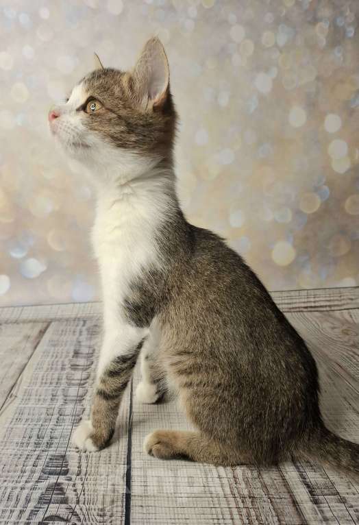 Кошки в Москве: Котёнок в добрые руки  Мальчик, Бесплатно - фото 10